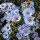  (31/03/2021) Symphyotrichum laeve 'Climax' added by Shoot)