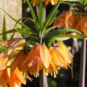  (02/04/2021) Fritillaria imperialis 'Chopin' (Rascal Series) added by Shoot)