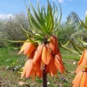  (02/04/2021) Fritillaria imperialis 'Prolifera' added by Shoot)