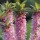  (02/04/2021) Eucomis 'Nani' (Aloha Lily Series) added by Shoot)