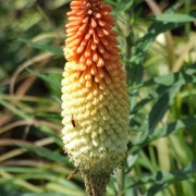  (05/04/2021) Kniphofia 'Scorched Corn' added by Shoot)