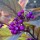  (06/04/2021) Callicarpa kwangtungensis added by Shoot)