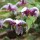  (06/04/2021) Epimedium acuminatum added by Shoot)