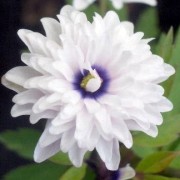  (11/04/2021) Anemone nemorosa 'Blue Eyes' added by Shoot)