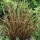  (11/04/2021) Carex flagellifera 'Auruga' added by Shoot)