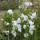  (12/04/2021) Campanula persicifolia 'Grandiflora Alba' added by Shoot)