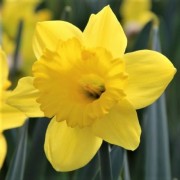  (13/04/2021) Narcissus 'Standard Value' added by Shoot)