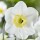  (13/04/2021) Narcissus 'Loth Lorien' added by Shoot)