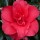  (15/04/2021) Camellia japonica 'Midnight' added by Shoot)