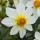  (20/04/2021) Dahlia 'Mignon White Shades' added by Shoot)