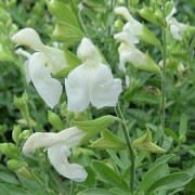  (20/04/2021) Salvia greggii 'Alba' added by Shoot)