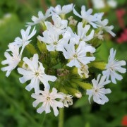  (21/04/2021) Lychnis chalcedonica var. albiflora added by Shoot)