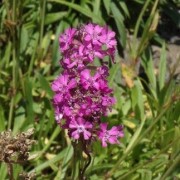  (22/04/2021) Lychnis yunnanensis added by Shoot)