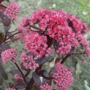  (22/04/2021) Hylotelephium 'Marchants Best Red' added by Shoot)