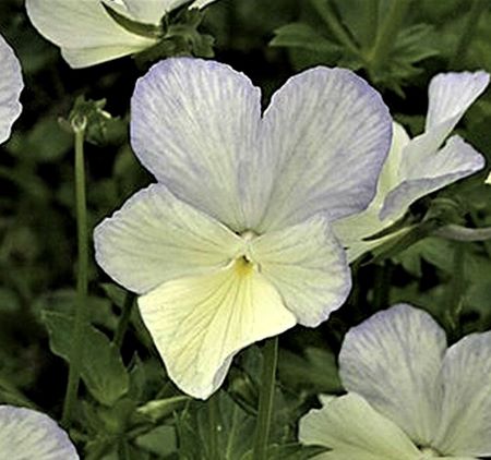 Viola cornuta 'Gypsy Moth'