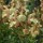  (23/04/2021) Salvia x jamensis 'Golden Girl' added by Shoot)