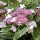 (23/04/2021) Hydrangea macrophylla 'Light-O-Day' added by Shoot)
