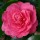  (27/04/2021) Camellia japonica 'Triumphans' added by Shoot)