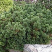  (28/04/2021) Pinus mugo 'Laurin' added by Shoot)