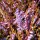  (29/04/2021) Calluna vulgaris 'Red Haze' added by Shoot)
