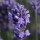  (03/05/2021) Lavandula angustifolia 'SuperBlue' added by Shoot)