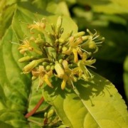  (03/05/2021) Diervilla rivularis 'Honeybee' added by Shoot)