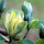  (07/05/2021) Magnolia acuminata 'Blue Opal' added by Shoot)