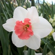  (07/05/2021) Narcissus 'Perfect Lady' added by Shoot)