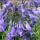  (10/05/2021) Agapanthus 'Super Star' added by Shoot)