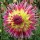  (10/05/2021) Dahlia 'Lindsay Michelle' added by Shoot)