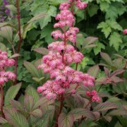  (12/05/2021) Rodgersia 'Dark Pokers' added by Shoot)