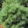  (14/05/2021) Pinus strobus 'Minima'  added by Shoot)