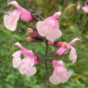  (15/05/2021) Salvia greggii 'Stormy Pink' added by Shoot)