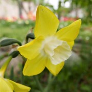  (20/05/2021) Narcissus 'Verdin' added by Shoot)