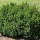  (21/05/2021) Buxus 'North Star' added by Shoot)