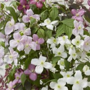  (22/05/2021) Clematis montana Carnaval Mix added by Shoot)