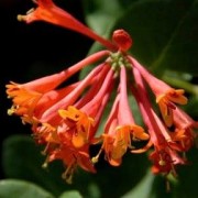 (23/05/2021) Lonicera sempervirens 'Magnifica' added by Shoot)