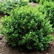  (24/05/2021) Buxus microphylla 'Little Missy' added by Shoot)