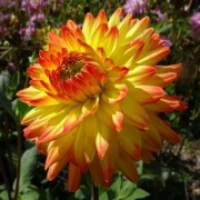 (25/05/2021) Dahlia 'Vectra' added by Shoot)