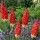  (25/05/2021) Kniphofia 'Redhot Popsicle' (Popsicle Series) added by Shoot)
