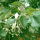 Tilia x euchlora (Caucasian lime) (17/05/2018) Tilia x euchlora added by Shoot)