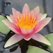  (26/05/2021) Nymphaea 'Comanche' added by Shoot)