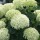  (27/05/2021) Hydrangea arborescens 'BellaRagazza Limetta' added by Shoot)