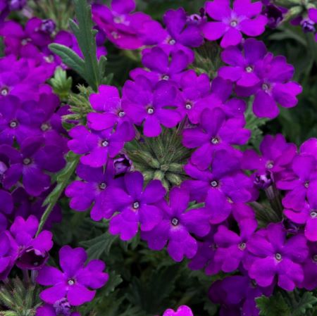 Glandularia 'Enchantment Purple' (Enchantment Series)