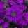 (28/05/2021) Glandularia 'Enchantment Purple' (Enchantment Series) added by Shoot)