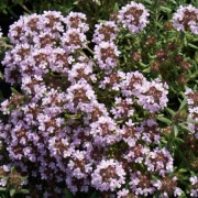  (28/05/2021) Thymus 'Duftkissen' added by Shoot)