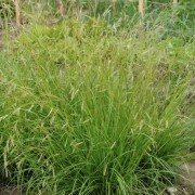  (28/05/2021) Carex cherokeensis added by Shoot)