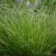  (29/05/2021) Carex radiata added by Shoot)
