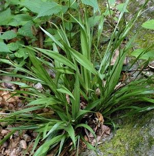 Carex albursina