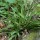  (01/06/2021) Carex albursina added by Shoot)